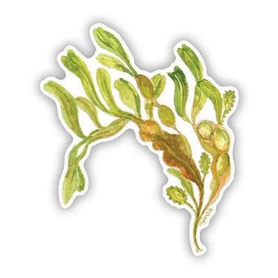 Rockweed Seaweed Sticker · Yardia