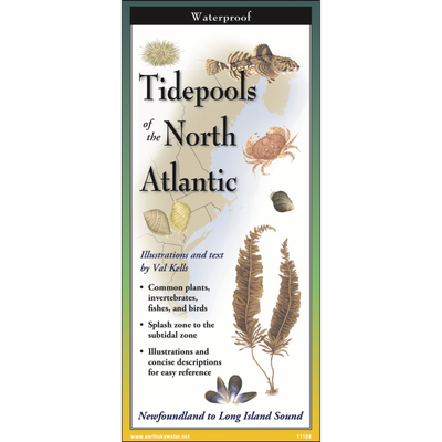 Tidepools of the North Atlantic · Multi-Fold Field Guide