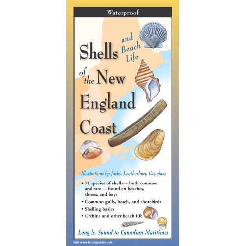 Shells & Beach Life of the New England Coast - Multi-Fold Field Guide