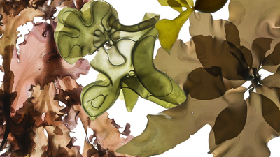 Seaweed print from The Curious World of Seaweed by Josie Iselin