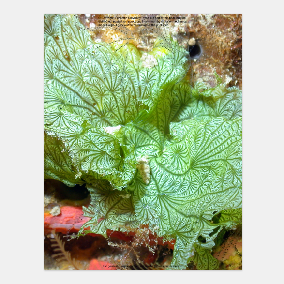 The Lives of Seaweeds: A Natural History of Our Planet&