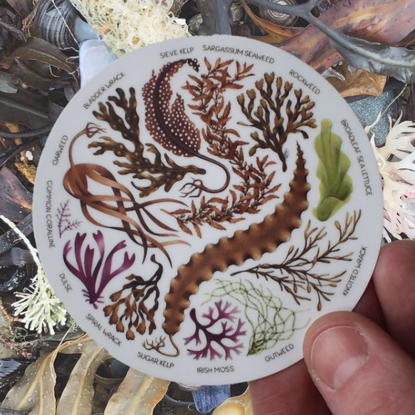 North Atlantic Seaweeds Sticker