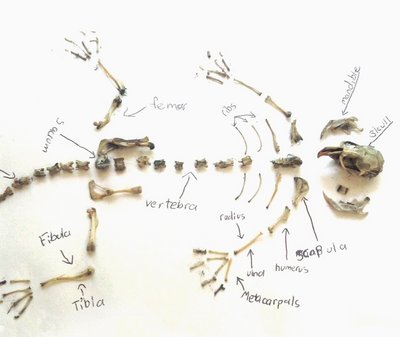 Owl Pellet · Hands-On Science!