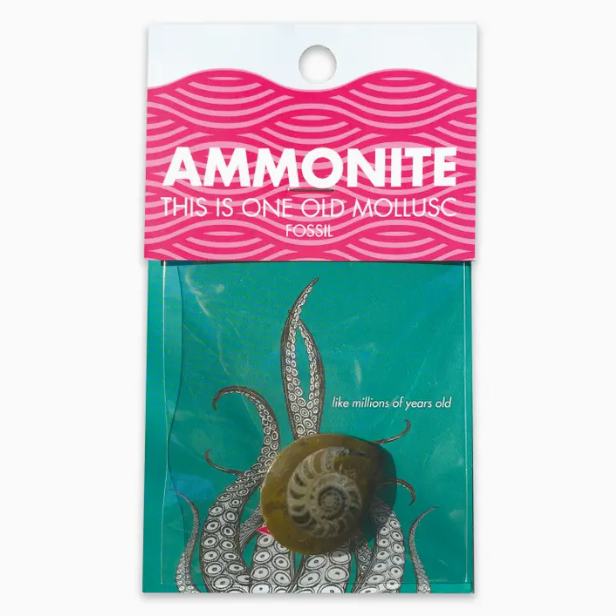 Ammonite Fossil