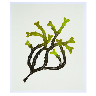 Wild Sea Seaweed Print notecards