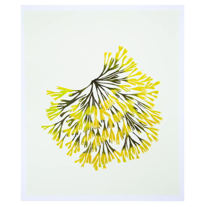 Wild Sea Seaweed Print notecards