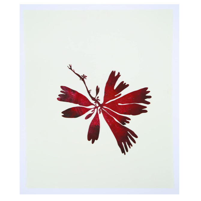 Wild Sea Seaweed Print notecards