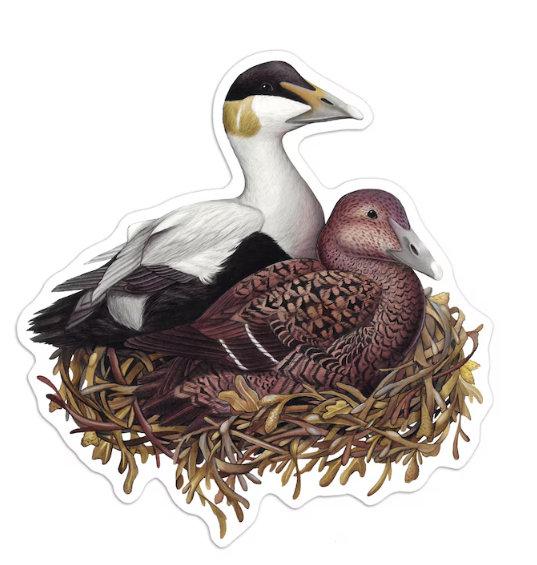 Common Eiders Sticker