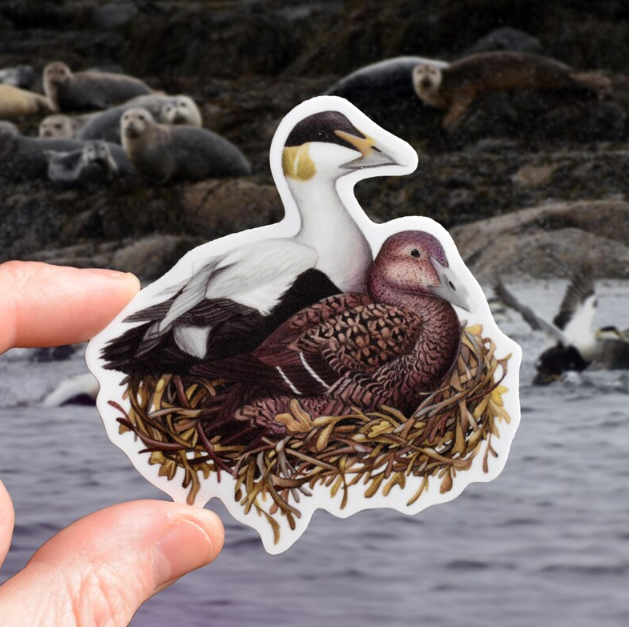 Common Eiders Sticker