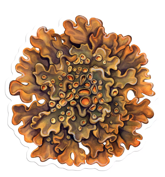 Sunburst Lichen Sticker