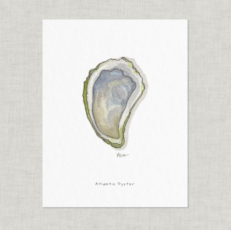 Atlantic Oyster · 8.5x11 Fine Art Print · Yeesan Loh