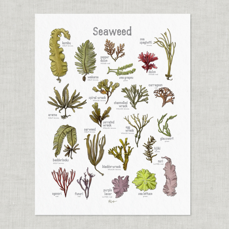 Seaweed · 8.5x11 Fine Art Print · Yeesan Loh