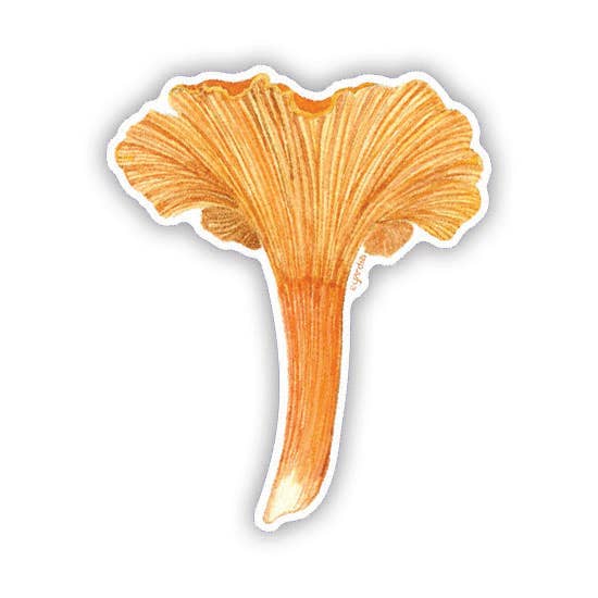 Cinnabar Chanterelle Vinyl Sticker