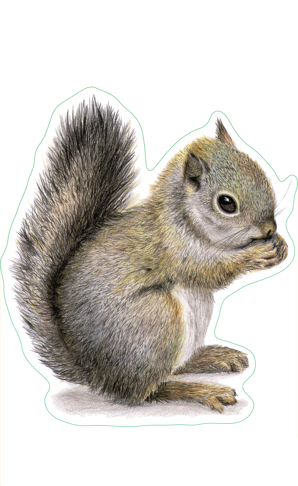 Gray Squirrel Sticker – Heritage Seaweed