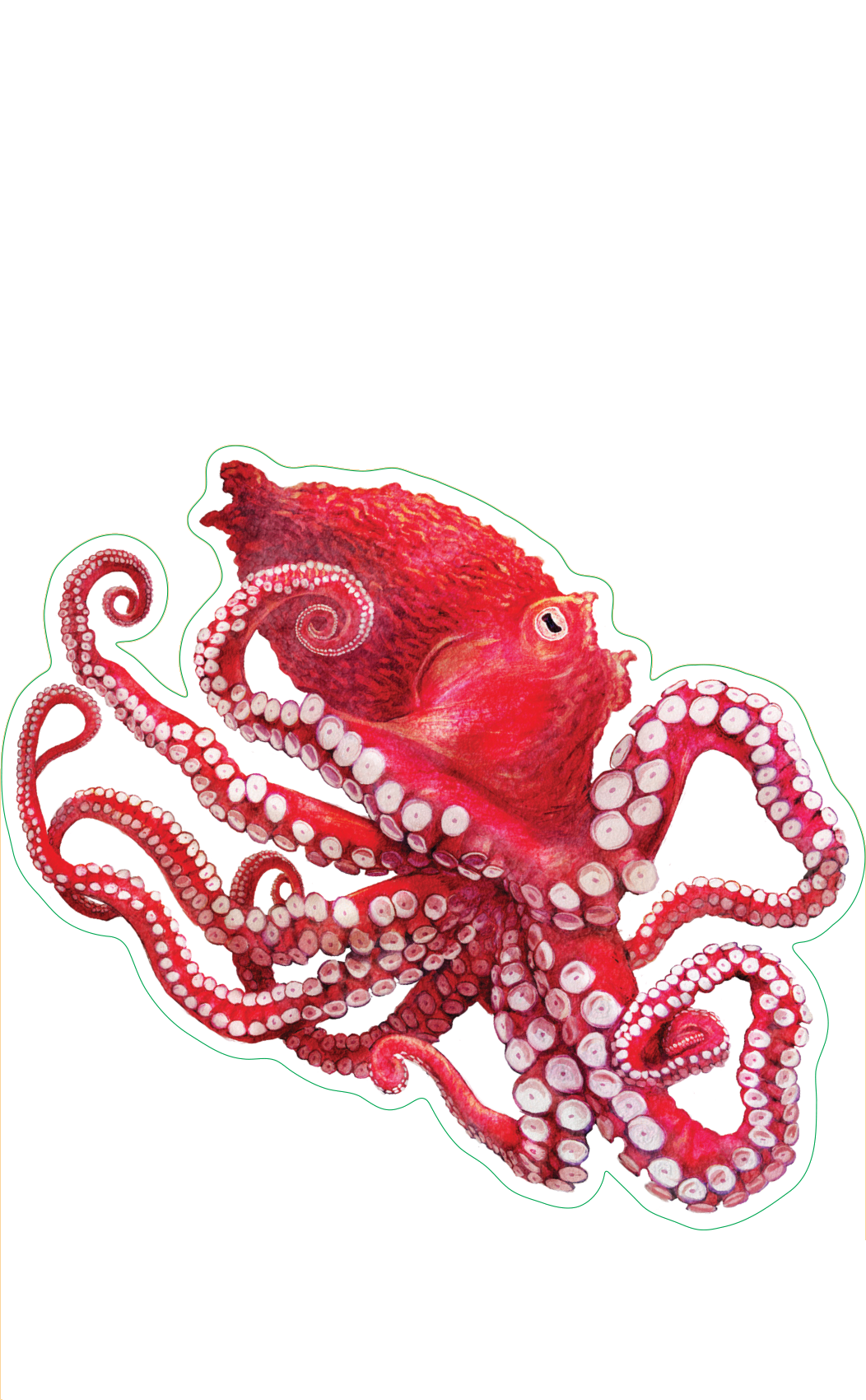 Giant Pacific Octopus Sticker – Heritage Seaweed