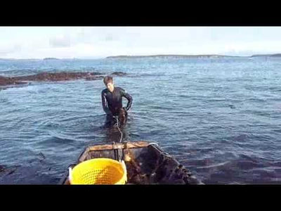 Kombu · 2oz · Ironbound Island Seaweed