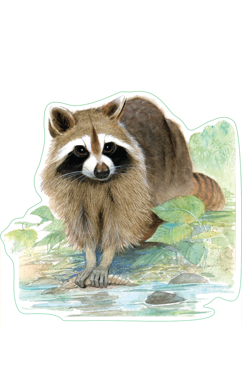Raccoon Sticker