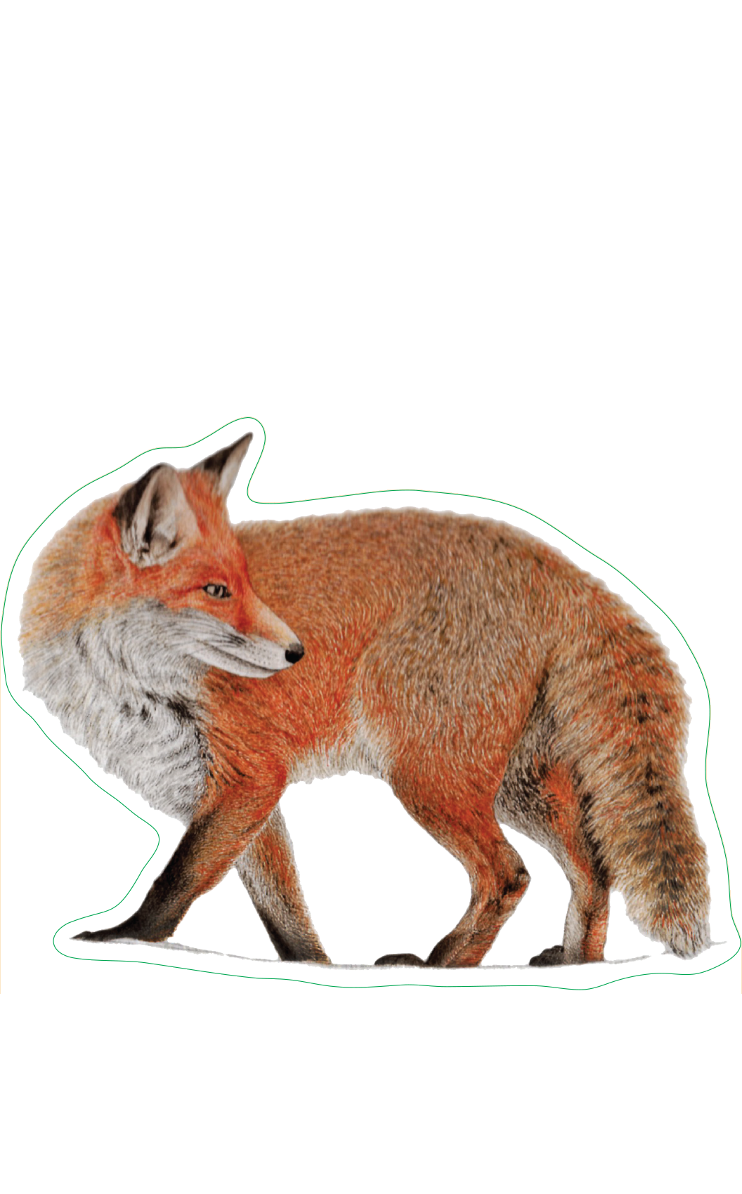 Red Fox Sticker – Heritage Seaweed