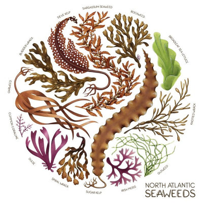 North Atlantic Seaweeds Sticker