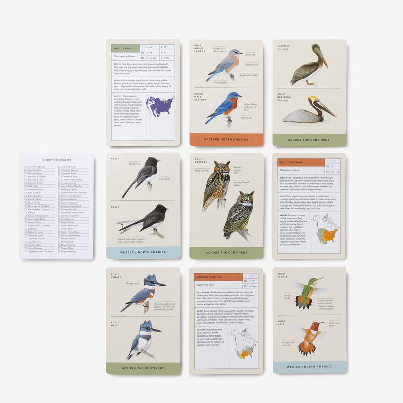 Sibley Backyard Birding Flashcards: 100 Common Birds of Eastern and Western North America