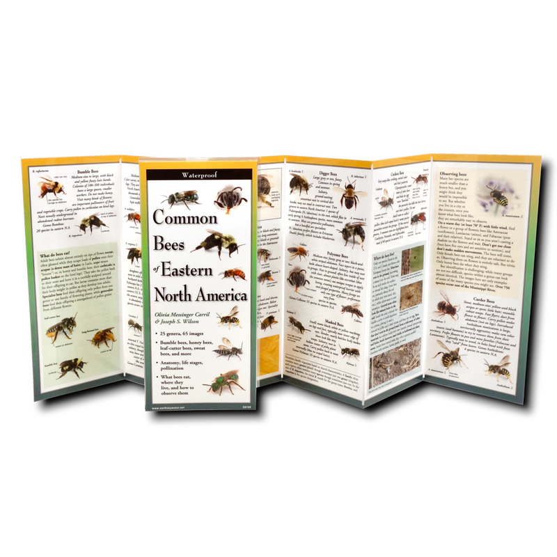 Common Bees of Eastern North America Multi-Fold Field Guide