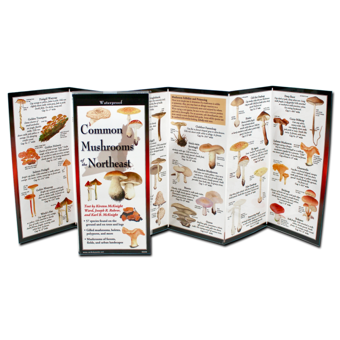 Common Mushrooms of the Northeast Multi-Fold Field Guide