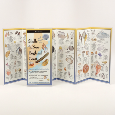 Shells & Beach Life of the New England Coast - Multi-Fold Field Guide
