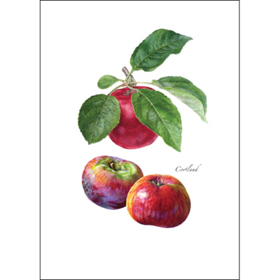 Assorted Greeting Cards by Earth Sky + Water