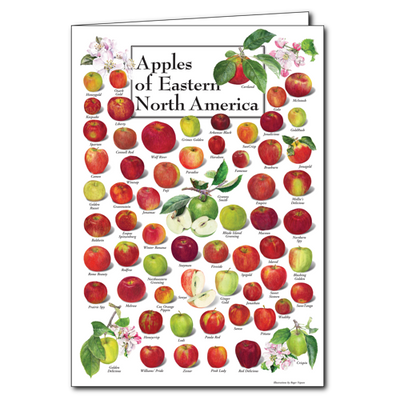 Assorted Greeting Cards by Earth Sky + Water