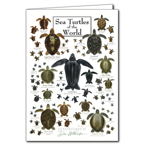 Assorted Greeting Cards by Earth Sky + Water