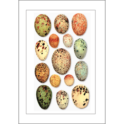 Assorted Greeting Cards by Earth Sky + Water