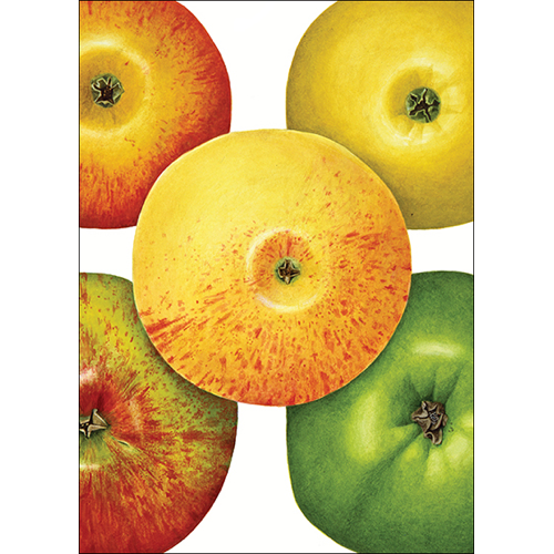 Assorted Greeting Cards by Earth Sky + Water