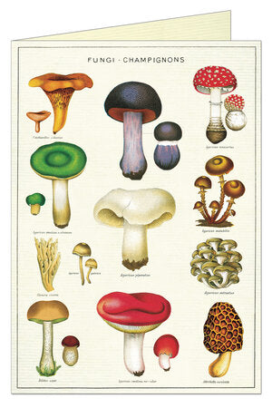 Assorted Greeting Cards by Cavallini