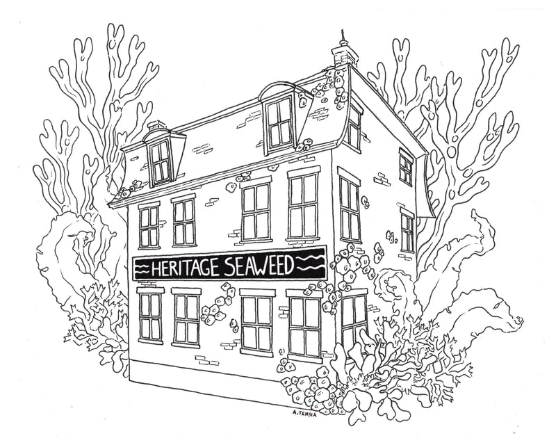 Heritage Seaweed Shop Coloring Page · Free PDF · Featuring North Atlantic Seaweeds
