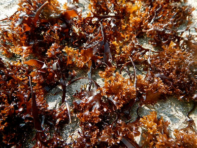Irish Moss (Chondrus crispus) · Whole-Leaf – Heritage Seaweed