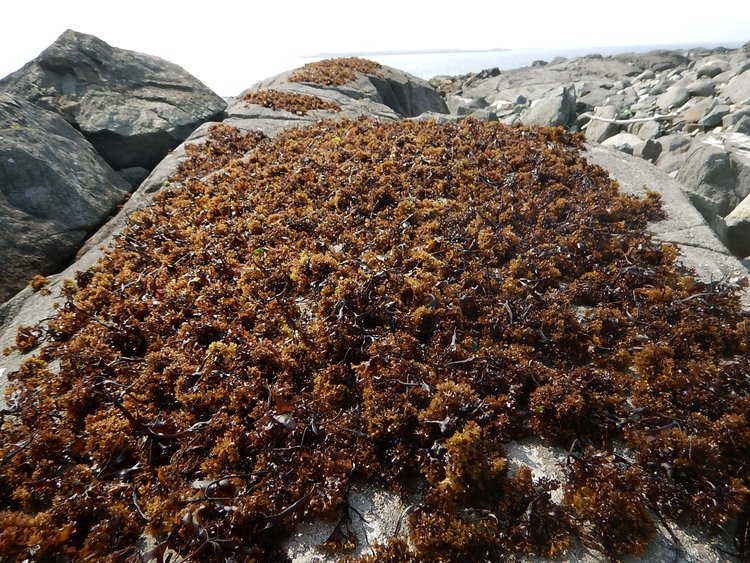 Irish Moss · Whole-Leaf · Atlantic Holdfast