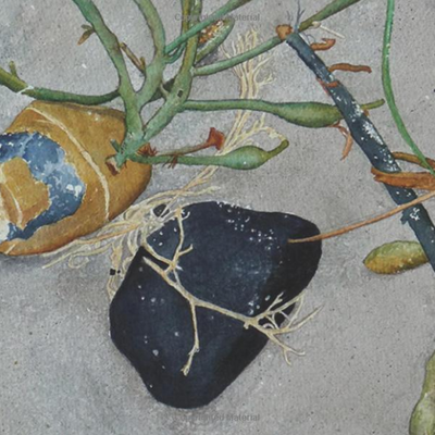 Seaweed: Marine Algae from the Northeast Coast · by Joanne Roach-Evans