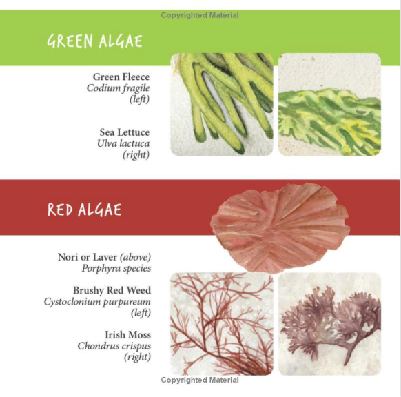 Seaweed: Marine Algae from the Northeast Coast · by Joanne Roach-Evans