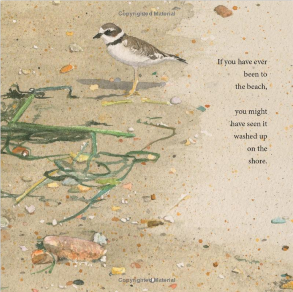 Seaweed: Marine Algae from the Northeast Coast · by Joanne Roach-Evans