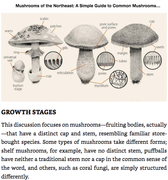 Mushrooms of the Northeast: A Simple Guide to Common Mushrooms