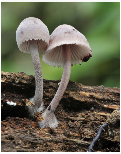 Mushrooms of the Northeast: A Simple Guide to Common Mushrooms