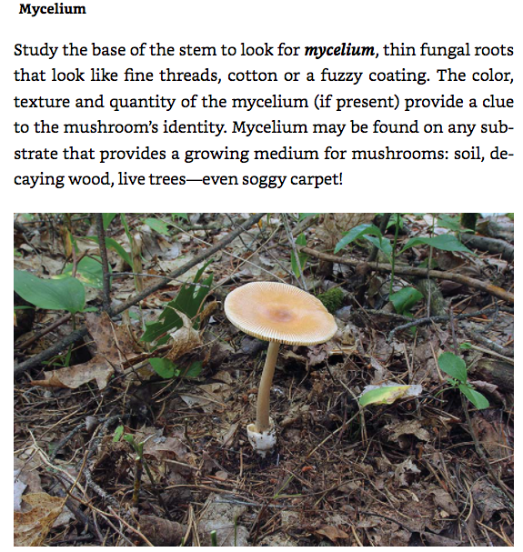 Mushrooms of the Northeast: A Simple Guide to Common Mushrooms