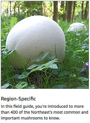 Mushrooms of the Northeast: A Simple Guide to Common Mushrooms