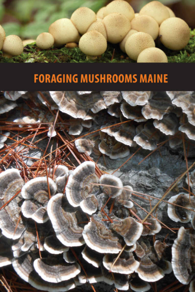 Foraging Mushrooms Maine: Finding, Identifying, and Preparing Edible Wild Mushrooms