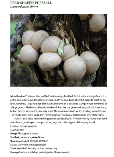 Foraging Mushrooms Maine: Finding, Identifying, and Preparing Edible Wild Mushrooms
