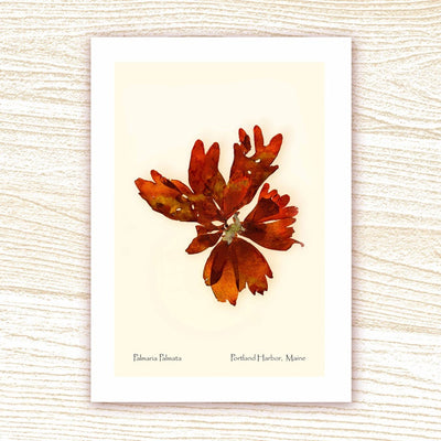 Assorted Greeting Cards by Ebb Tide Impressions