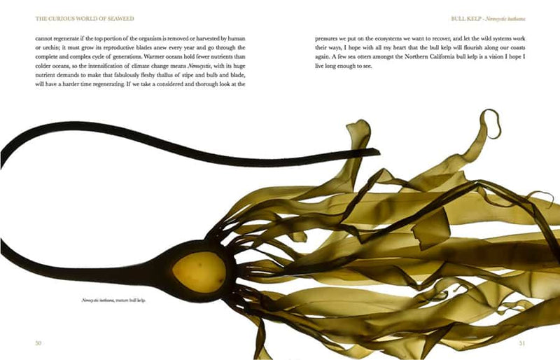 Curious World of Seaweed page detail featuring a beautiful backlit photo of bull kelp.